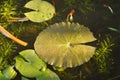 Lotus leaf floating on water surface in basin Royalty Free Stock Photo