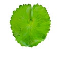 Lotus leaf, green leaves on isolated white background Royalty Free Stock Photo