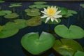 The lotus leaf green