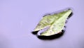 Lotus leaf at the growing in the water Royalty Free Stock Photo