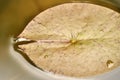 Lotus leaf at the growing in the water Royalty Free Stock Photo