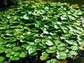 Lotus Leaf growing on the water