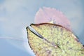 Lotus leaf at the growing in the water Royalty Free Stock Photo
