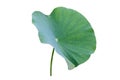 Lotus leaf Isolate collection of white background Royalty Free Stock Photo