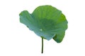 Lotus leaf Isolate collection of white background Royalty Free Stock Photo