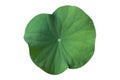 Lotus leaf Isolate collection of white background Royalty Free Stock Photo