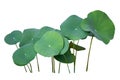 Lotus leaf Isolate collection of white background Royalty Free Stock Photo