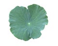 Lotus leaf. isolate on white background