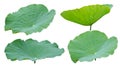 Lotus leaf isolated on white background, Clipping path Royalty Free Stock Photo
