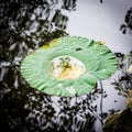 Lotus leaf on lake with small pond Royalty Free Stock Photo