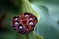 The lotus leaf and lotus seeds