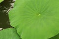 Lotus leaf in the pond for background and design art work Royalty Free Stock Photo