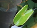 Lotus leaf in the pond