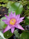 Lotus with leaf in a pond Royalty Free Stock Photo