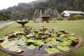 Lotus leaf in the pool Royalty Free Stock Photo