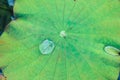 Lotus leaf with rain water drop Royalty Free Stock Photo