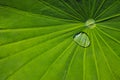 Lotus leaf with raindrops Royalty Free Stock Photo