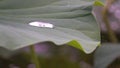 Lotus leaf in rains