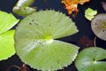 Lotus Leaf Round In Shape In A Pond Royalty Free Stock Photo