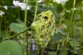 Lotus leaf and lotus seeds. Natural close up photo. Royalty Free Stock Photo