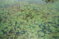 Lotus leaf small in pond at filed Royalty Free Stock Photo