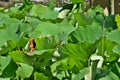 Lotus leaf song Royalty Free Stock Photo