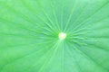 Lotus leaf texture background