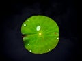 A lotus leaf with water drip Royalty Free Stock Photo