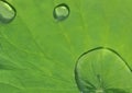 Lotus leaf with water drop Royalty Free Stock Photo
