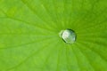 Lotus leaf with water drop Royalty Free Stock Photo