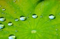 Lotus leaf with water drop