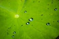 Lotus leaf with water drop Royalty Free Stock Photo