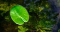 Lotus leaf, water drop or dew on fresh green plant in garden pond. Abstract reflection in lake, macro nature background Royalty Free Stock Photo