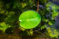 Lotus leaf, water drop or dew on fresh green plant in garden pond. Abstract reflection in lake, macro nature background Royalty Free Stock Photo