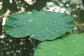 Lotus leaf with water drop Royalty Free Stock Photo
