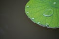 Lotus leaf Royalty Free Stock Photo