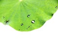 lotus leaf with water droplets isolated on white background with clipping path Royalty Free Stock Photo