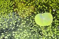 Lotus leaf and water weed floating on surface in pond Royalty Free Stock Photo