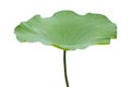 Lotus leaf