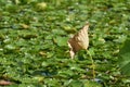 Lotus leaf wither flower Royalty Free Stock Photo