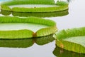 Lotus leafs Royalty Free Stock Photo