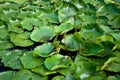 Lotus leafs Royalty Free Stock Photo