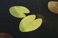 Lotus Leafs Floating on the Water, Shot taken from above, Leave over Lake in Park Royalty Free Stock Photo