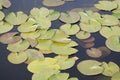 Lotus Leafs Floating on the Water, Shot taken from above, Leave over Lake in Park Royalty Free Stock Photo