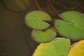 Lotus Leafs Royalty Free Stock Photo