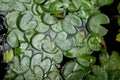 Lotus leafs over water background. Royalty Free Stock Photo