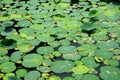 Lotus leafs and water drop Royalty Free Stock Photo