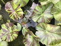 Lotus leave decoration floating garden