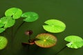 Lotus leaves Royalty Free Stock Photo