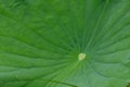 Lotus leaves bright green The large leaves of many benefits. Royalty Free Stock Photo